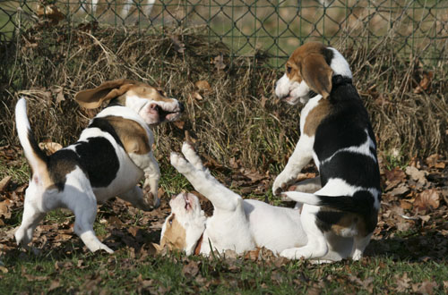 Welpen Meute